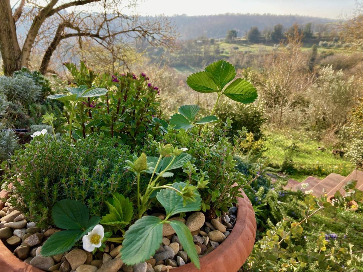 Grove Cottage: Immersed In Nature & Close To Town Città della Pieve Eksteriør bilde